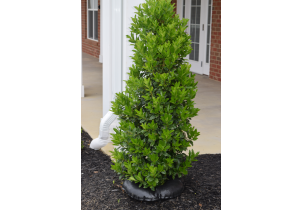 4554?width=303&height=210&timestamp=1751582602.27324