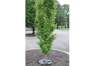 4560?width=303&height=210&timestamp=1751582602.27324