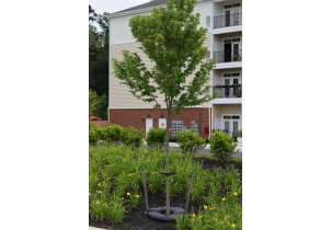 4562?width=303&height=210&timestamp=1751582602.27324