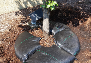 4563?width=303&height=210&timestamp=1751582602.27324